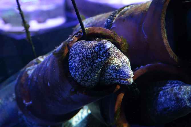 南知多ビーチランド