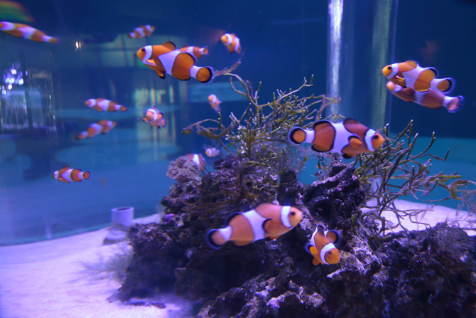 南知多ビーチランド