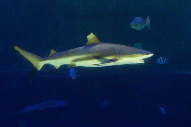 南知多ビーチランド