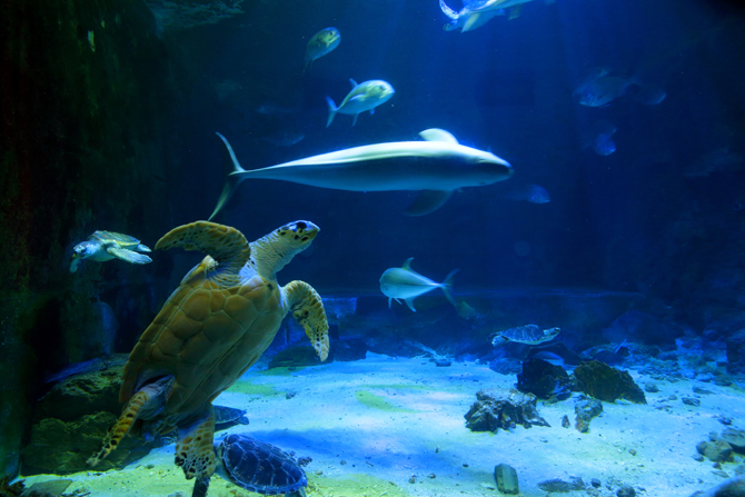 南知多ビーチランド