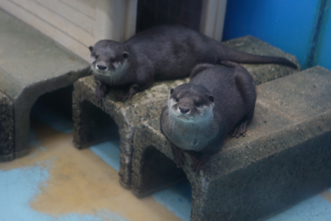 南知多ビーチランド