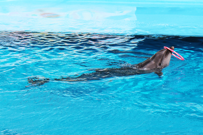 南知多ビーチランド