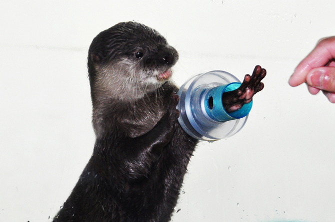 南知多ビーチランド　かわうそ特大 Amazon.co.jp: 今週限 格 南知多ビーチランド スベスベ カワウソ BIG