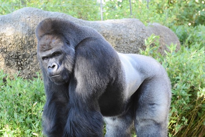 名古屋】東山動植物園の楽しみ方！魅力や見どころなどお土産情報
