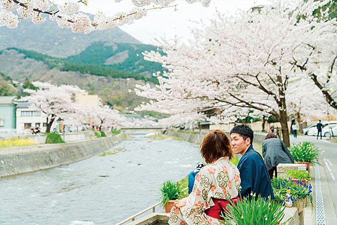 あつみ温泉温海川河畔の桜