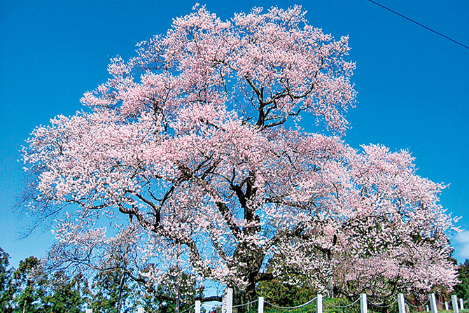 戸津辺の桜