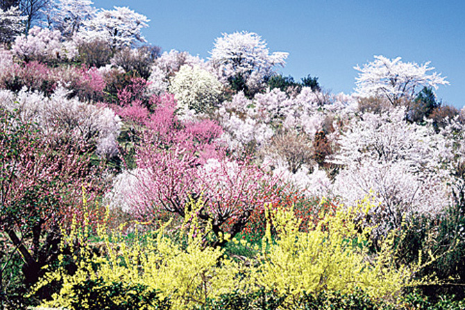 花見山