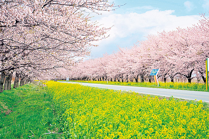 桜と菜の花ロード