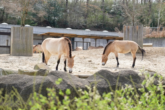 多摩動物公園