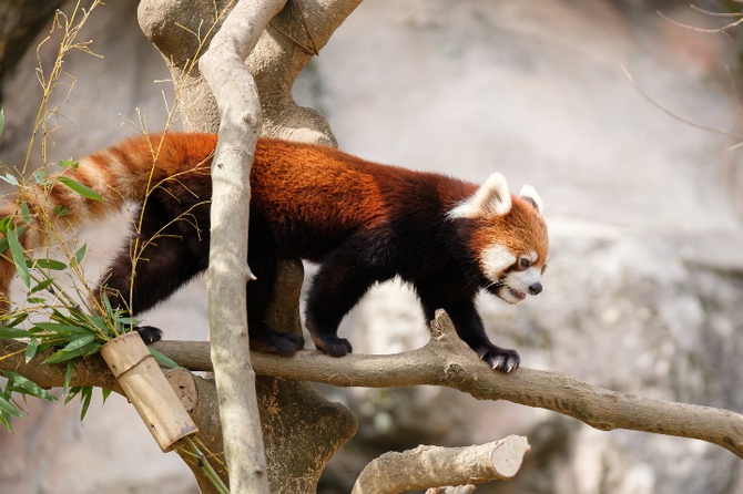 多摩動物公園