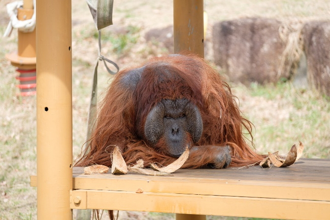 多摩動物公園