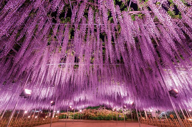 一度は見てみたい全国の 花絶景 お花畑 10選 風景写真の撮影ポイントも じゃらんニュース