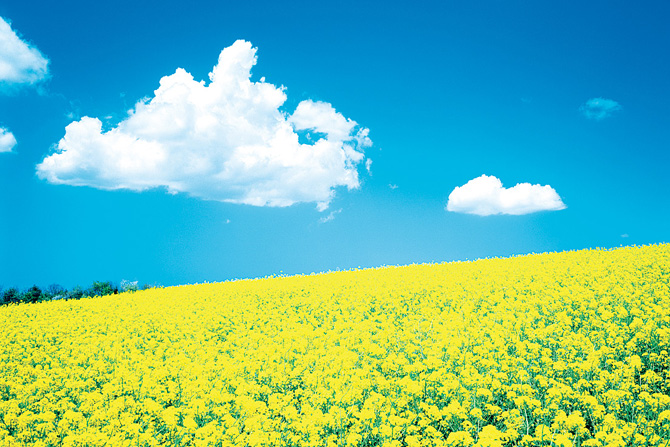 横浜町の菜の花畑