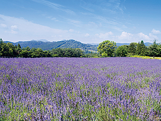 メナード青山リゾート