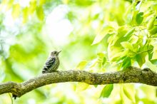 散歩しながら出会える「夏の野鳥」5選。公園や街で野鳥を楽しもう