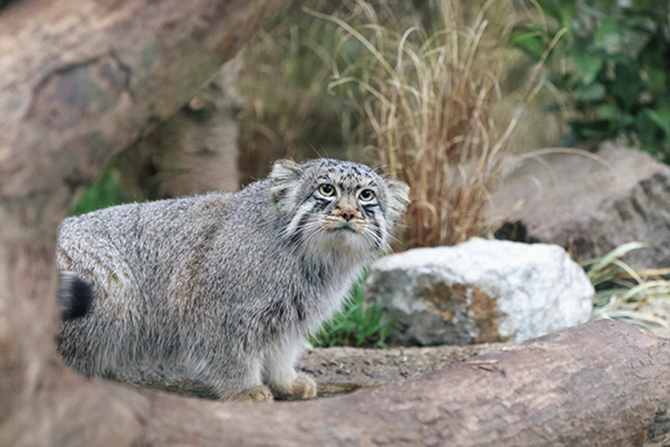 神戸どうぶつ王国