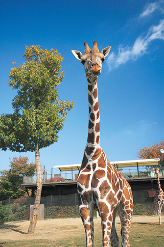 姫路セントラルパーク