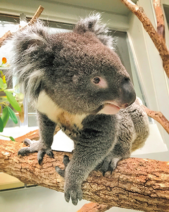 淡路ファームパーク イングランドの丘