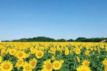 名古屋から車で90分で行ける！夏のおすすめ観光スポット12選【東海・2020】