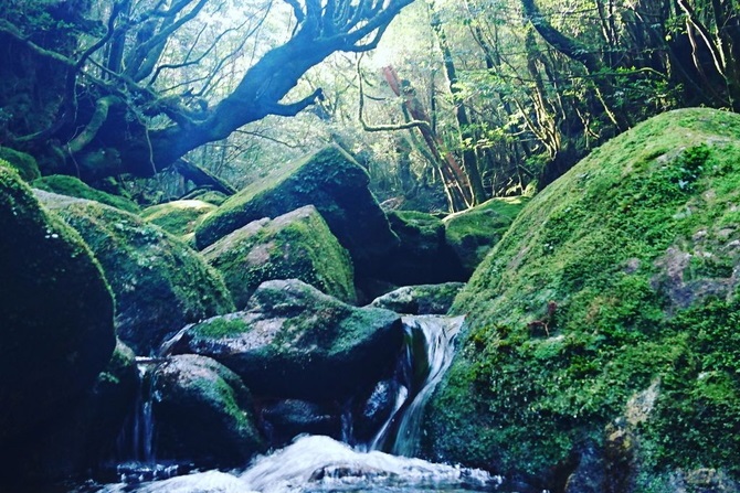 屋久島でおすすめの観光スポット14選！大自然を楽しむ定番を厳選