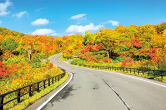 安比高原ブナ二次林