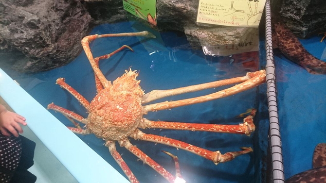 画像出典:じゃらん観光ガイド 竹島水族館