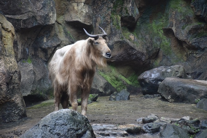 多摩動物公園