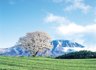 小岩井農場