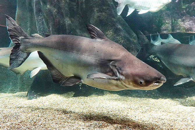 世界淡水魚園水族館 アクア・トト ぎふ