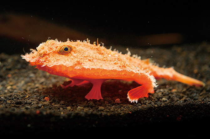 沼津港深海水族館 シーラカンス・ミュージアム