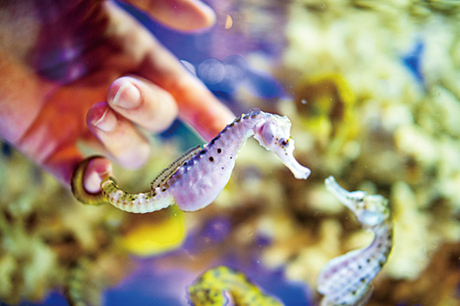 伊勢シーパラダイス