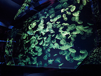 名古屋港水族館