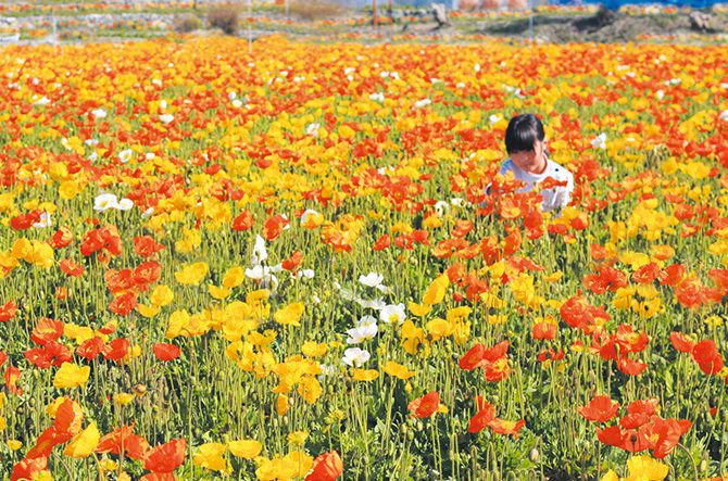 千葉 春の日帰りドライブスポット28選 デートにおすすめの絶景や花畑も 21 じゃらんニュース 千葉 春の日帰りドライブスポット28選 デートにおすすめの絶景や花畑も 21 じゃらんニュース