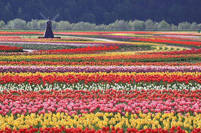 【北海道】春に行きたい絶景スポット20選！芝桜など花畑へのドライブもおすすめ