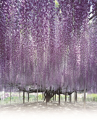 (画像出典:あしかがフラワーパーク)