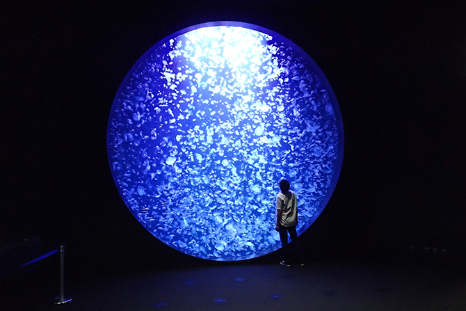 （画像提供：鶴岡市立加茂水族館）