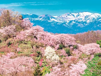 東北 桜名所 お花見スポット55選 21年開花時期やライトアップ情報も 2 じゃらんnet