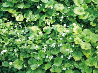 大王わさび農場