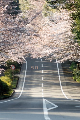 もりやま桜街道