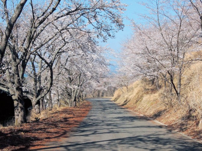 御嶽山桜ロード