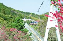 【九州】花絶景ドライブコースおすすめ9選！名所の桜や花畑、絶品グルメを満喫＜202…