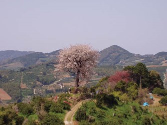 平家一本桜