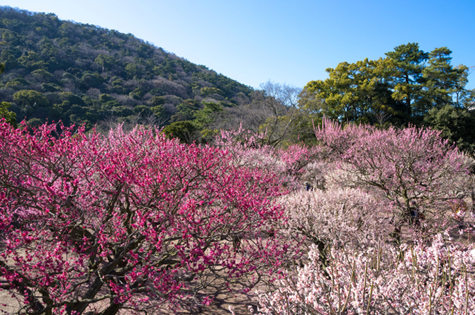特別名勝 栗林公園