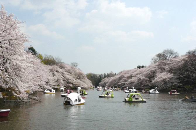 (画像提供:井の頭恩賜公園 案内所)