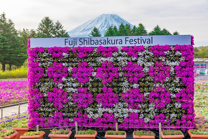 富士芝桜まつり