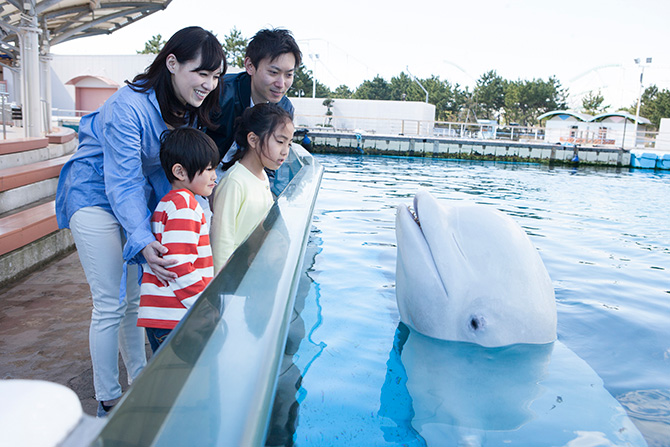 横浜 八景島シーパラダイスの楽しみ方完全ガイド アクセスやみどころを紹介 じゃらんニュース 横浜 八景島シーパラダイスの楽しみ方完全ガイド アクセスやみどころを紹介 じゃらんニュース