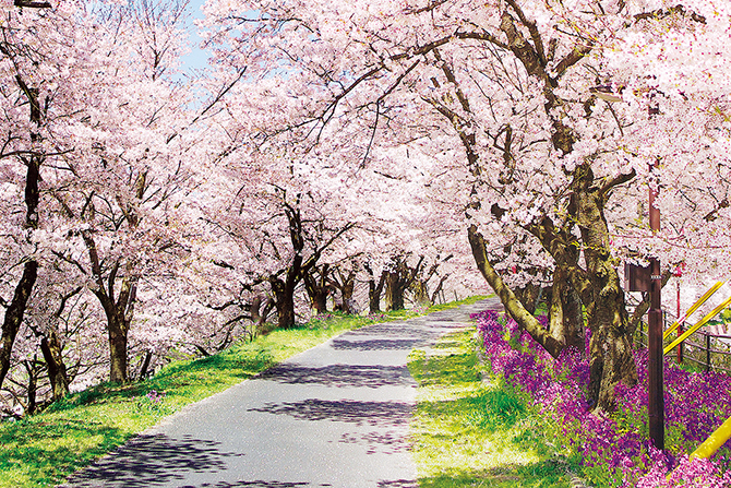 【原画・送料無料】春　迎春　お部屋でお花見気分　「桜」原画縦約40㎝×横約40㎝ 01b97163da9df17edb12597527cf4c