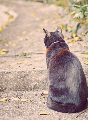 猫の細道