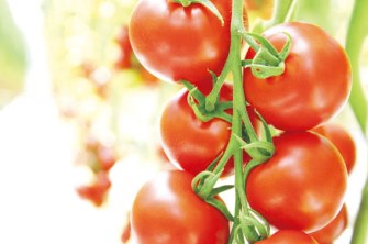 ワンダーファーム