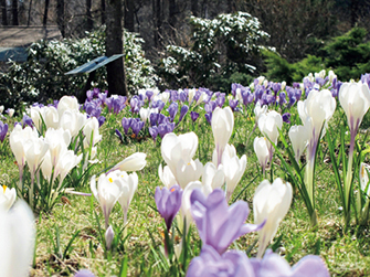 蓼科高原バラクラ イングリッシュガーデン